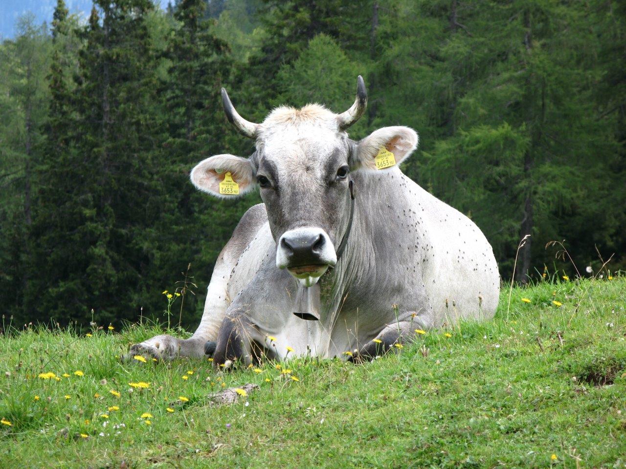 Kühe in Altusried